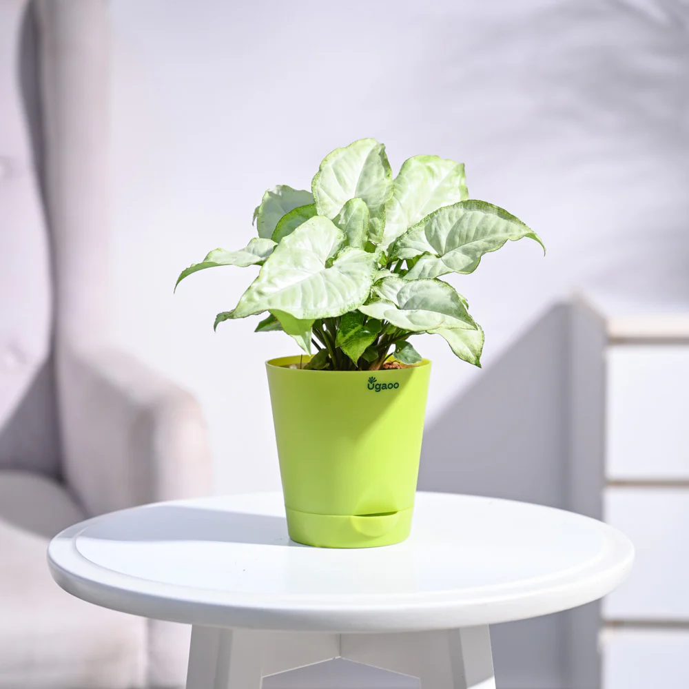 Syngonium White Butterfly Plant - Image 22