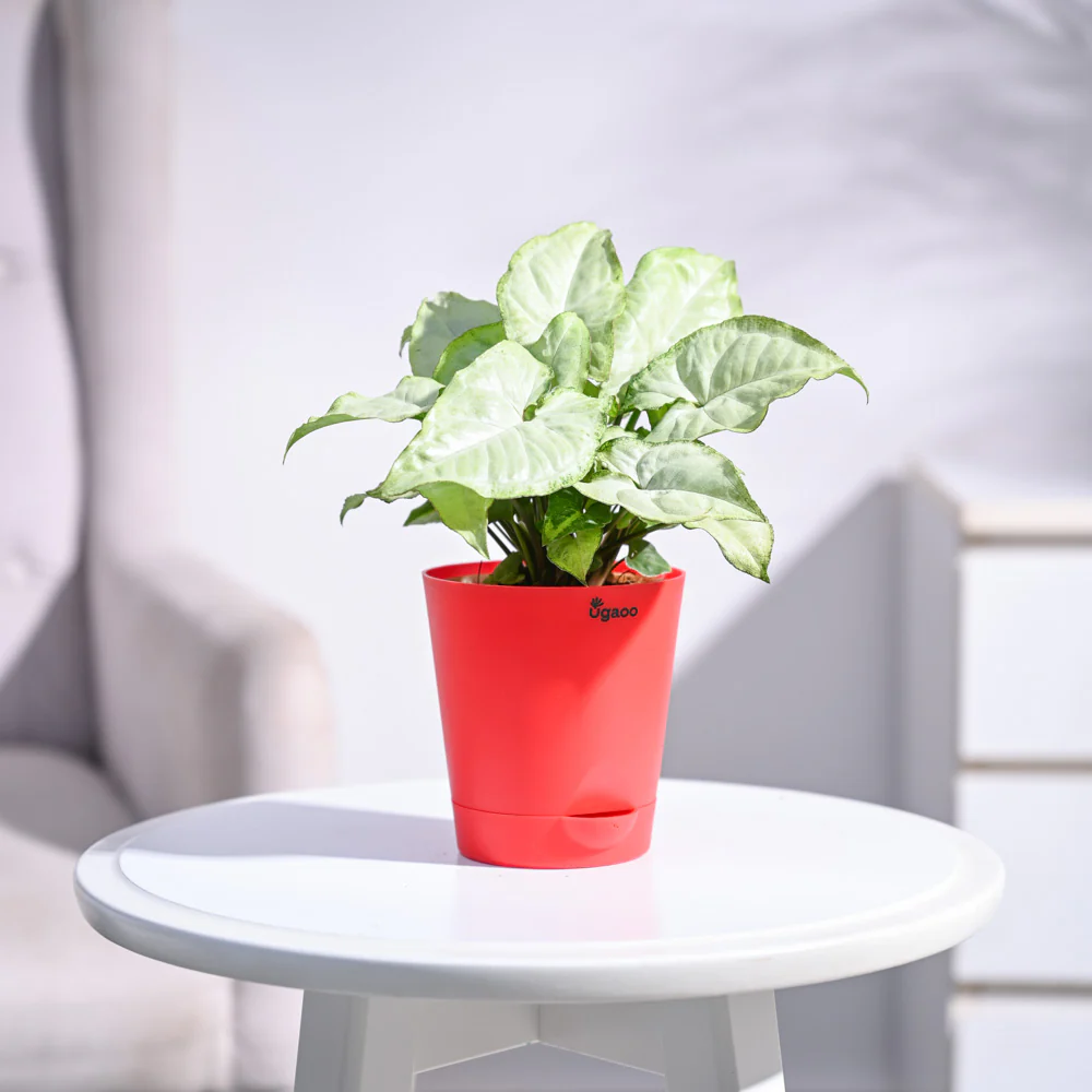 Syngonium White Butterfly Plant - Image 26