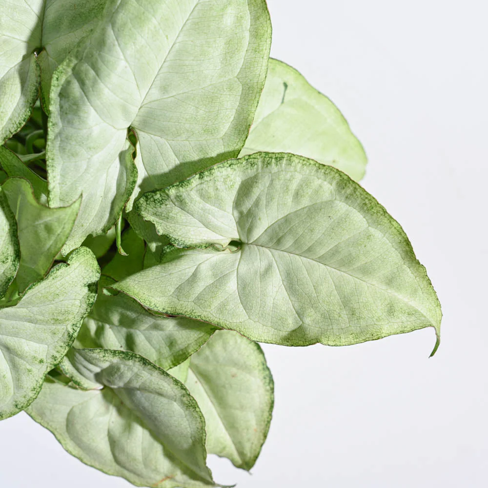Syngonium White Butterfly Plant - Image 27