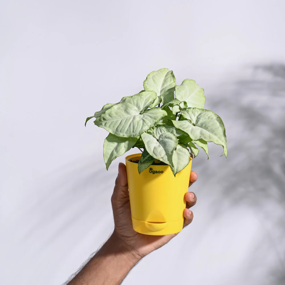 Syngonium White Butterfly Plant - Image 3