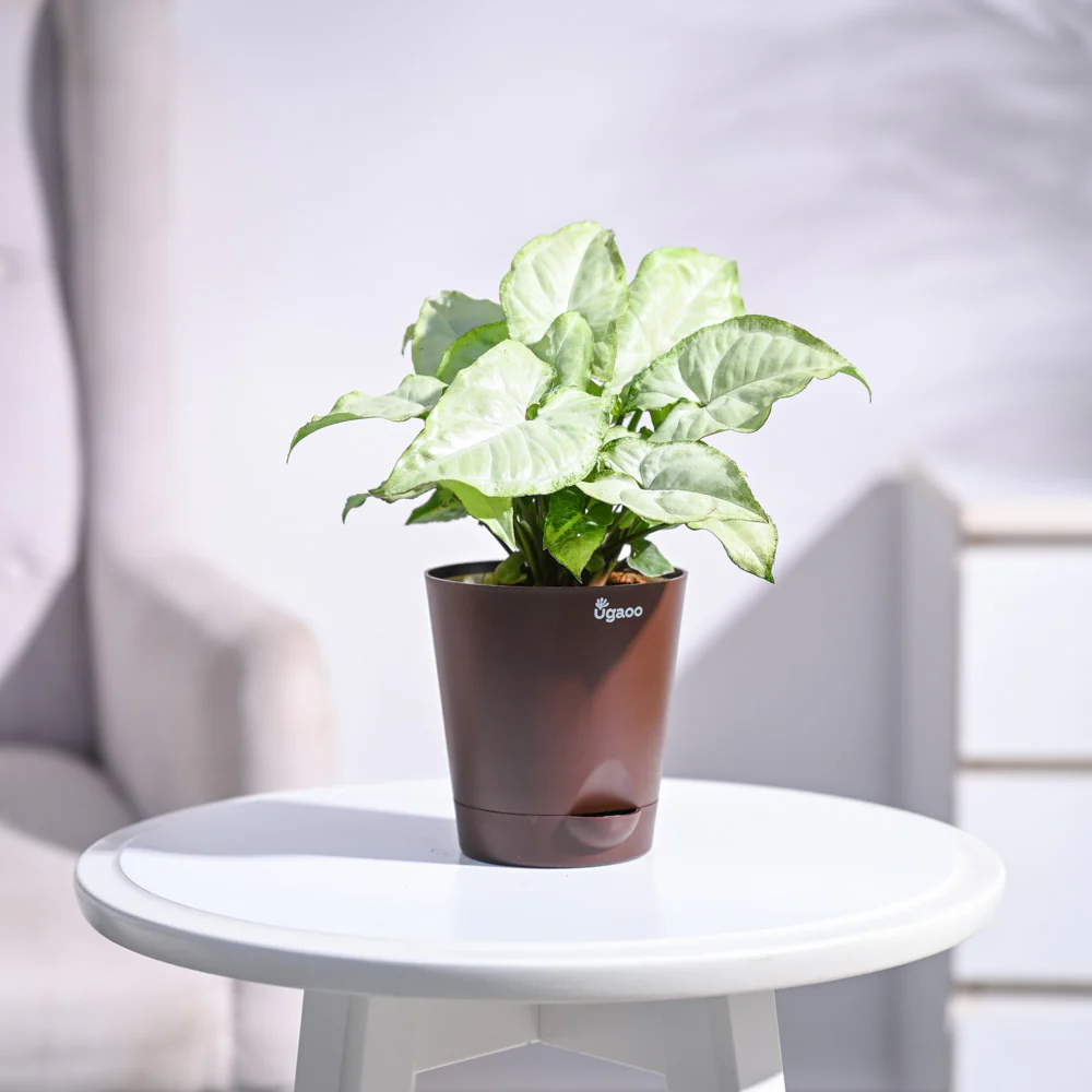 Syngonium White Butterfly Plant - Image 30