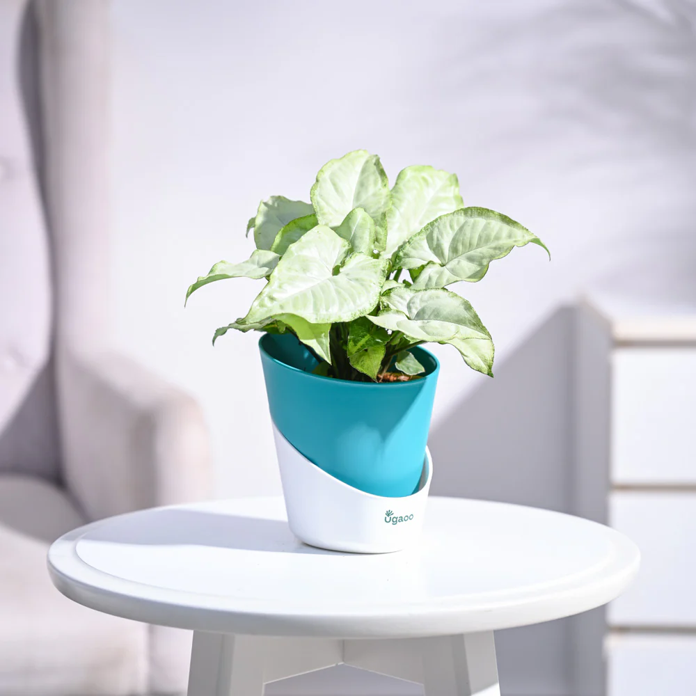 Syngonium White Butterfly Plant - Image 46