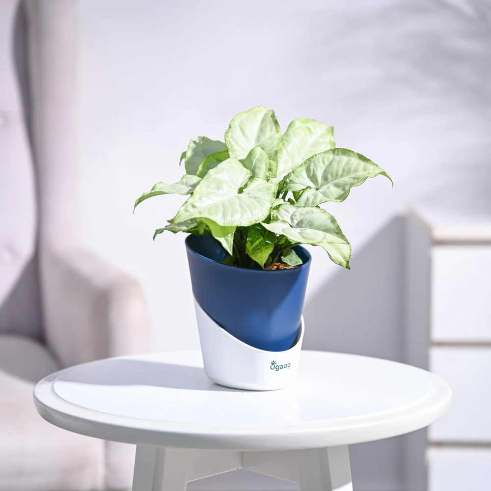 Syngonium White Butterfly Plant - Image 50