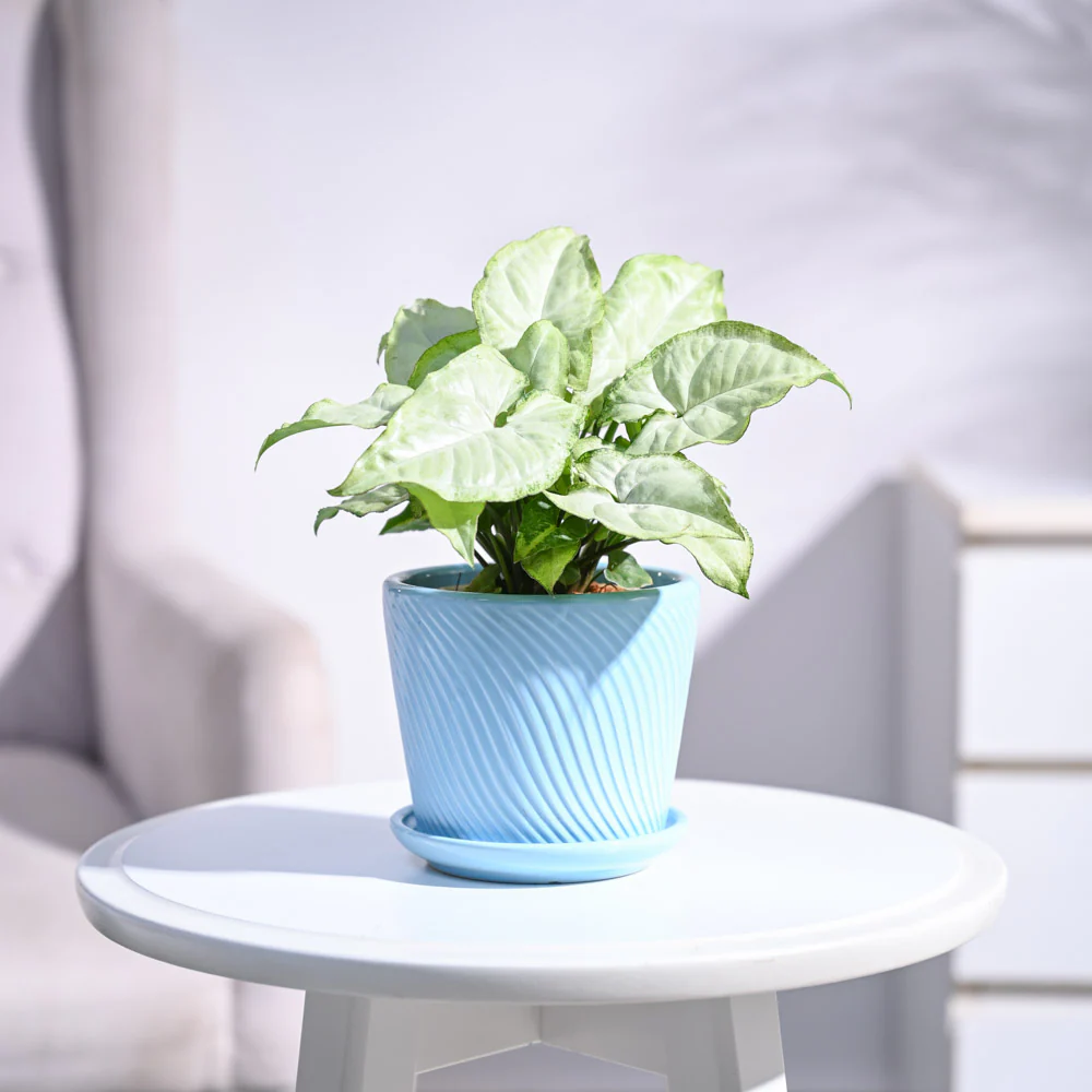 Syngonium White Butterfly Plant - Image 54
