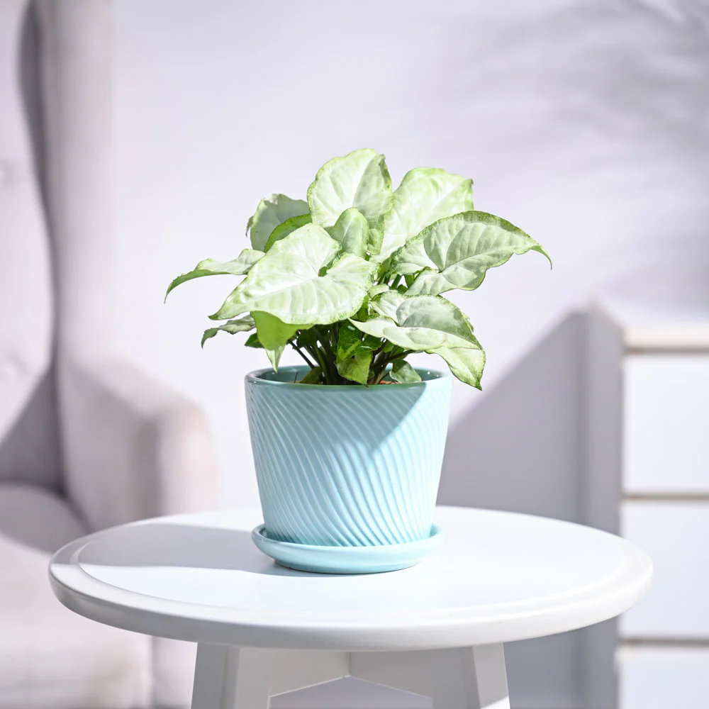 Syngonium White Butterfly Plant - Image 58