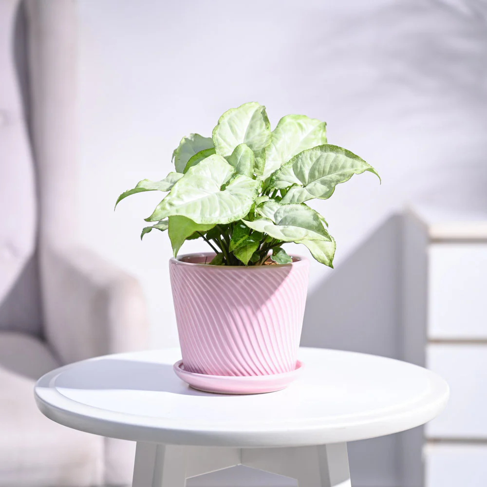 Syngonium White Butterfly Plant - Image 66