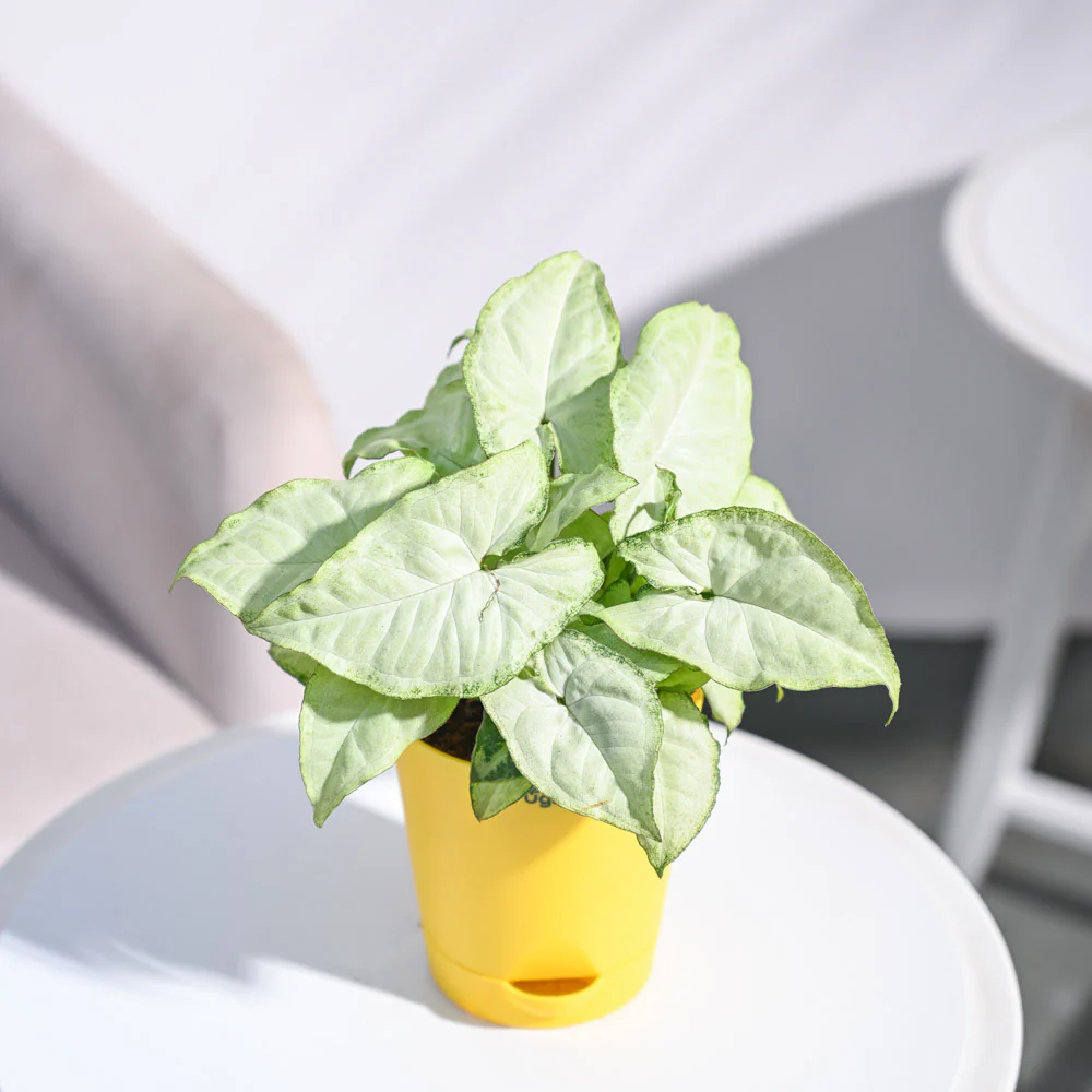 Syngonium White Butterfly Plant - Image 73