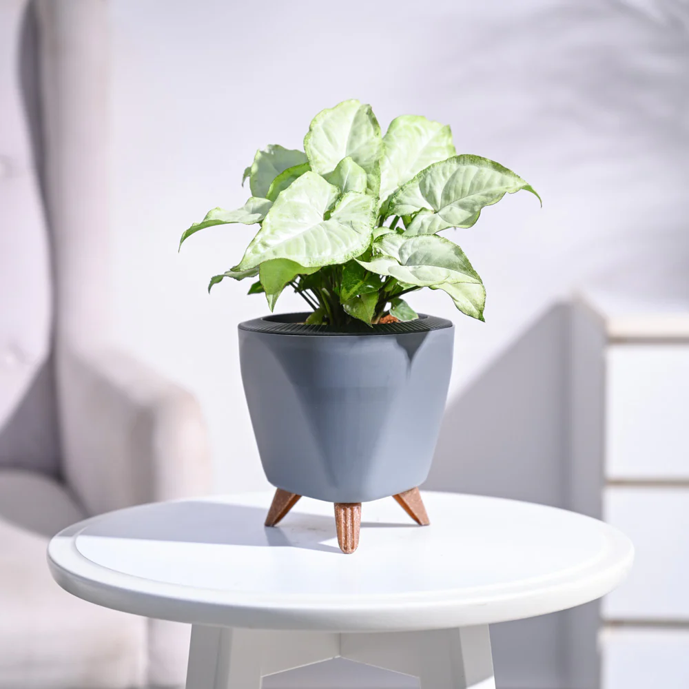 Syngonium White Butterfly Plant - Image 74