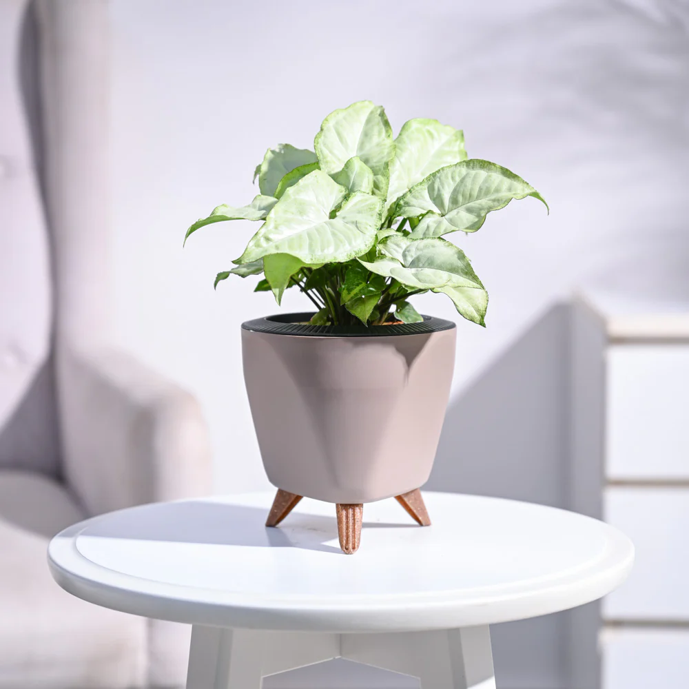 Syngonium White Butterfly Plant - Image 78