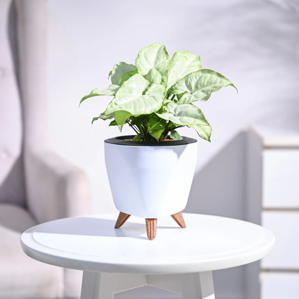 Syngonium White Butterfly Plant - Image 82