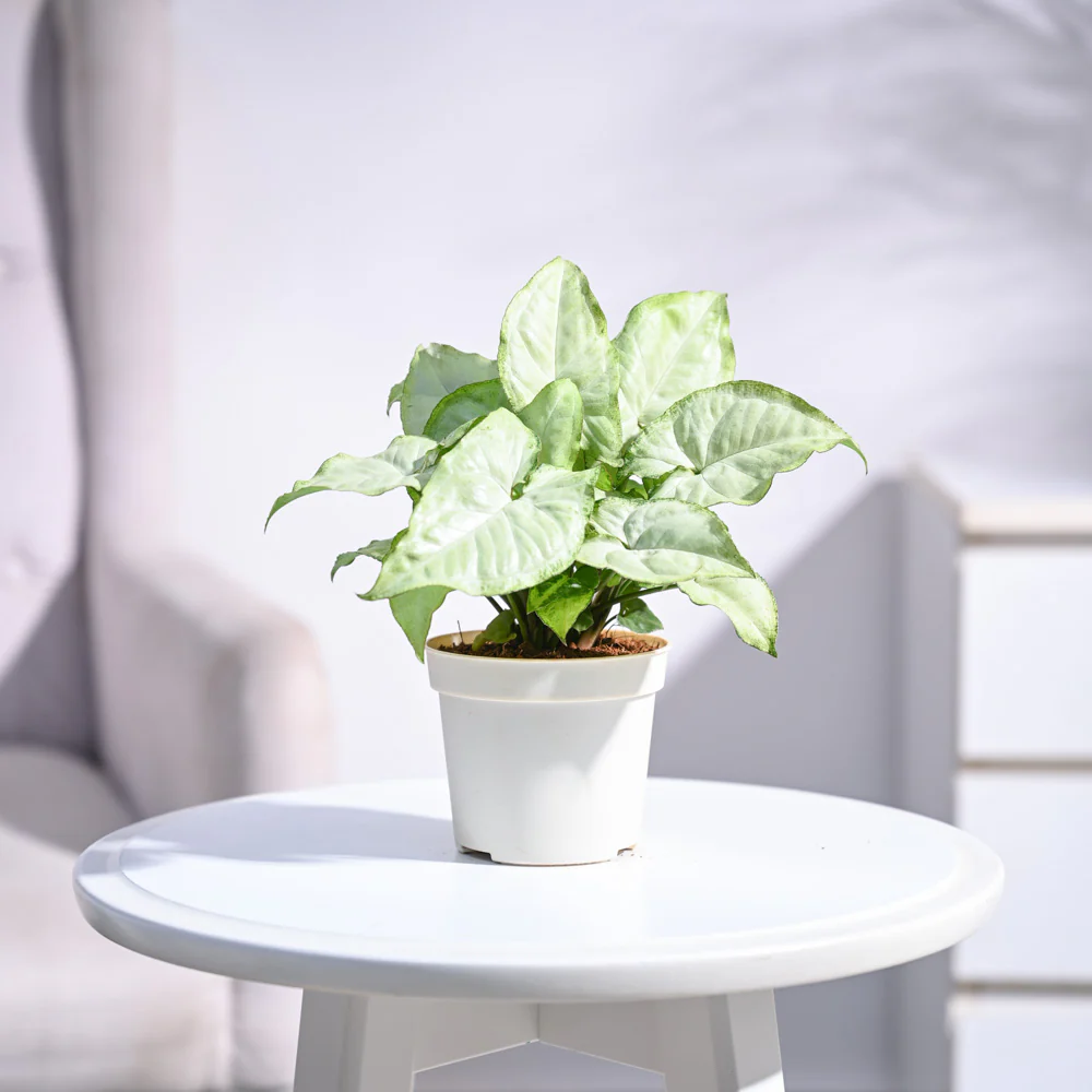 Syngonium White Butterfly Plant - Image 9
