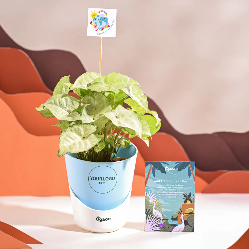 Syngonium White Butterfly Plant- Small For Environment Day Gifting - Image 20