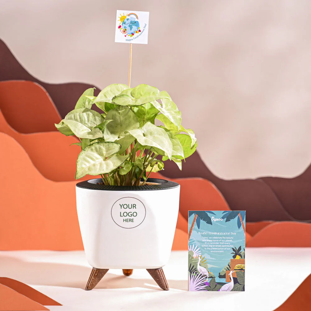 Syngonium White Butterfly Plant- Small For Environment Day Gifting - Image 37