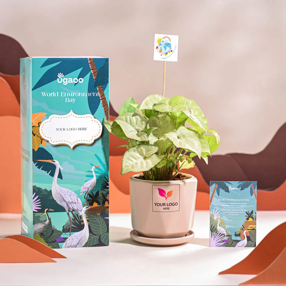 Syngonium White Butterfly Plant- Small For Environment Day Gifting - Image 55