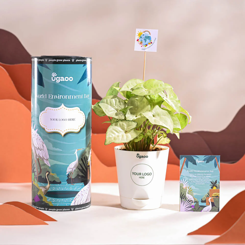 Syngonium White Butterfly Plant- Small For Environment Day Gifting - Image 8