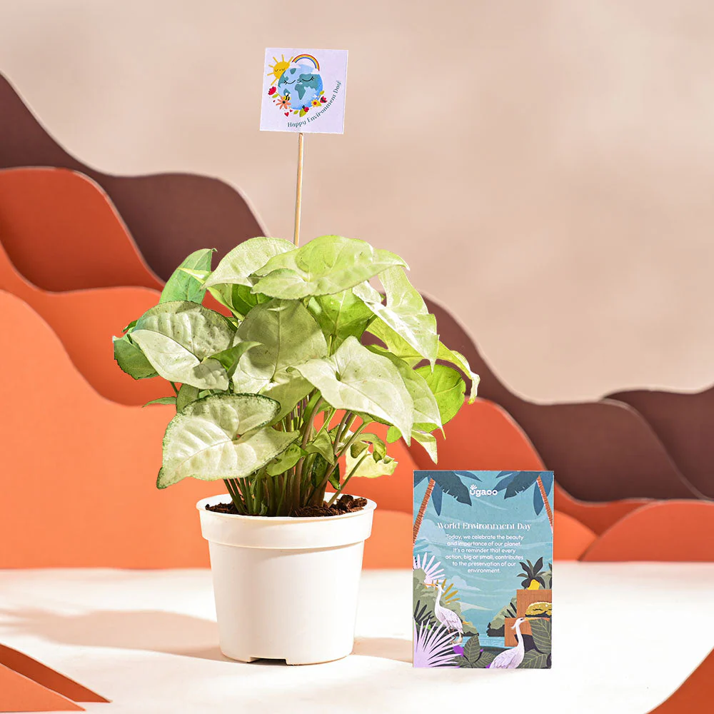 Syngonium White Butterfly Plant- Small For Environment Day Gifting - Image 9