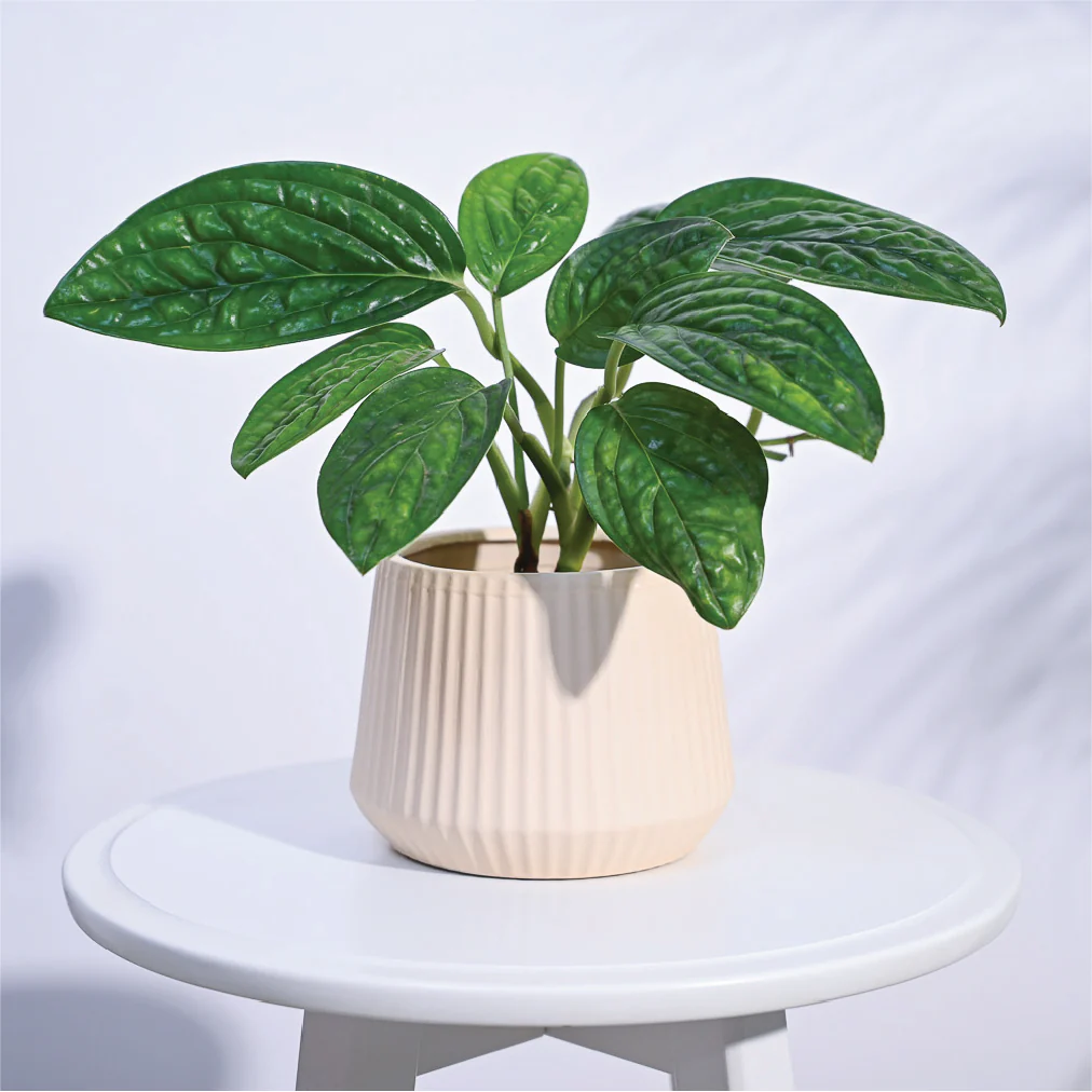 Synth Ceramic Pot - Image 7
