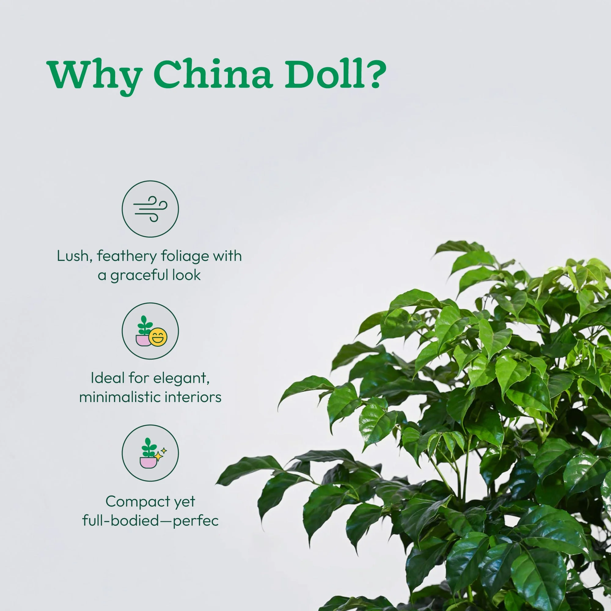 The China Doll Plant - XL - Image 4