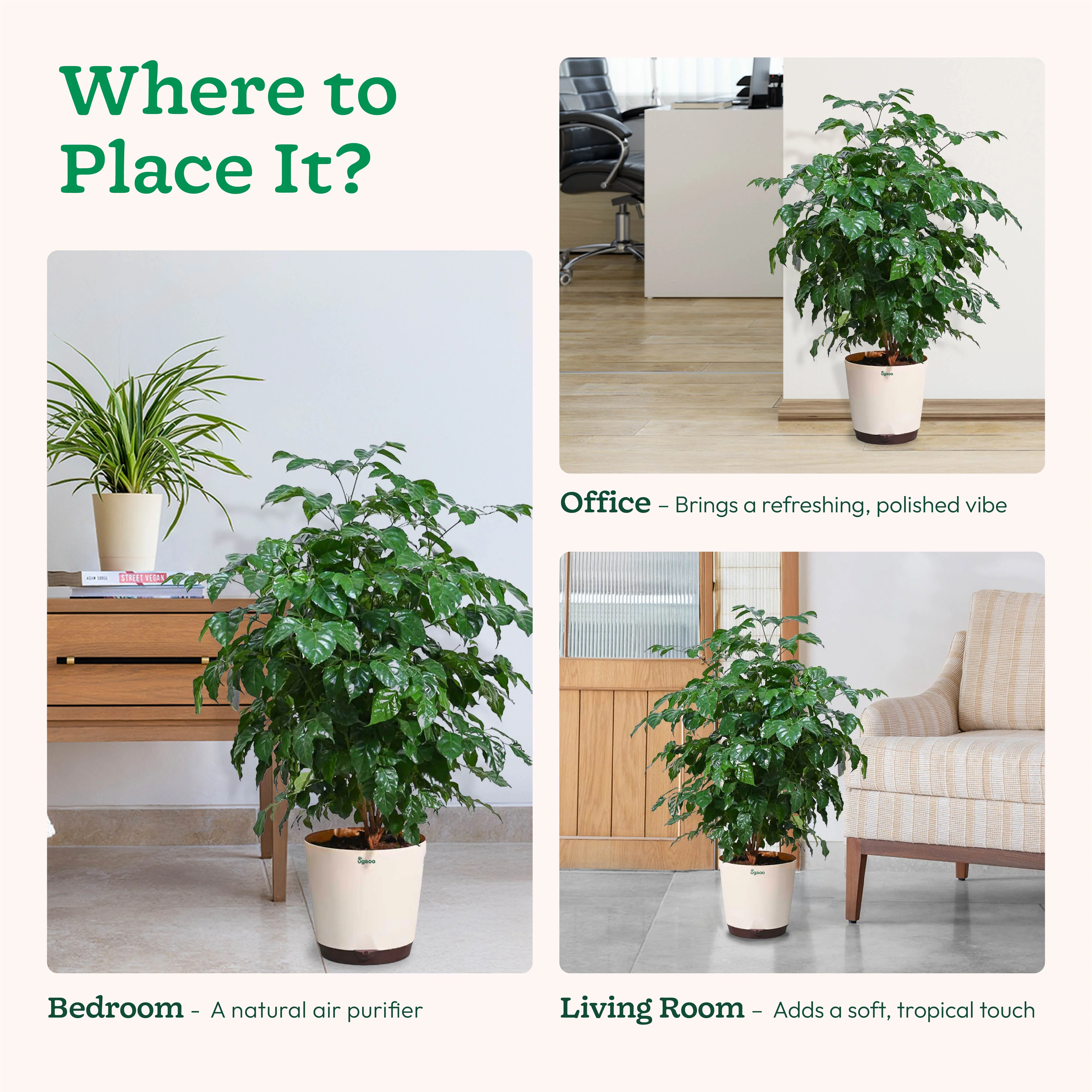 The China Doll Plant - XL - Image 5