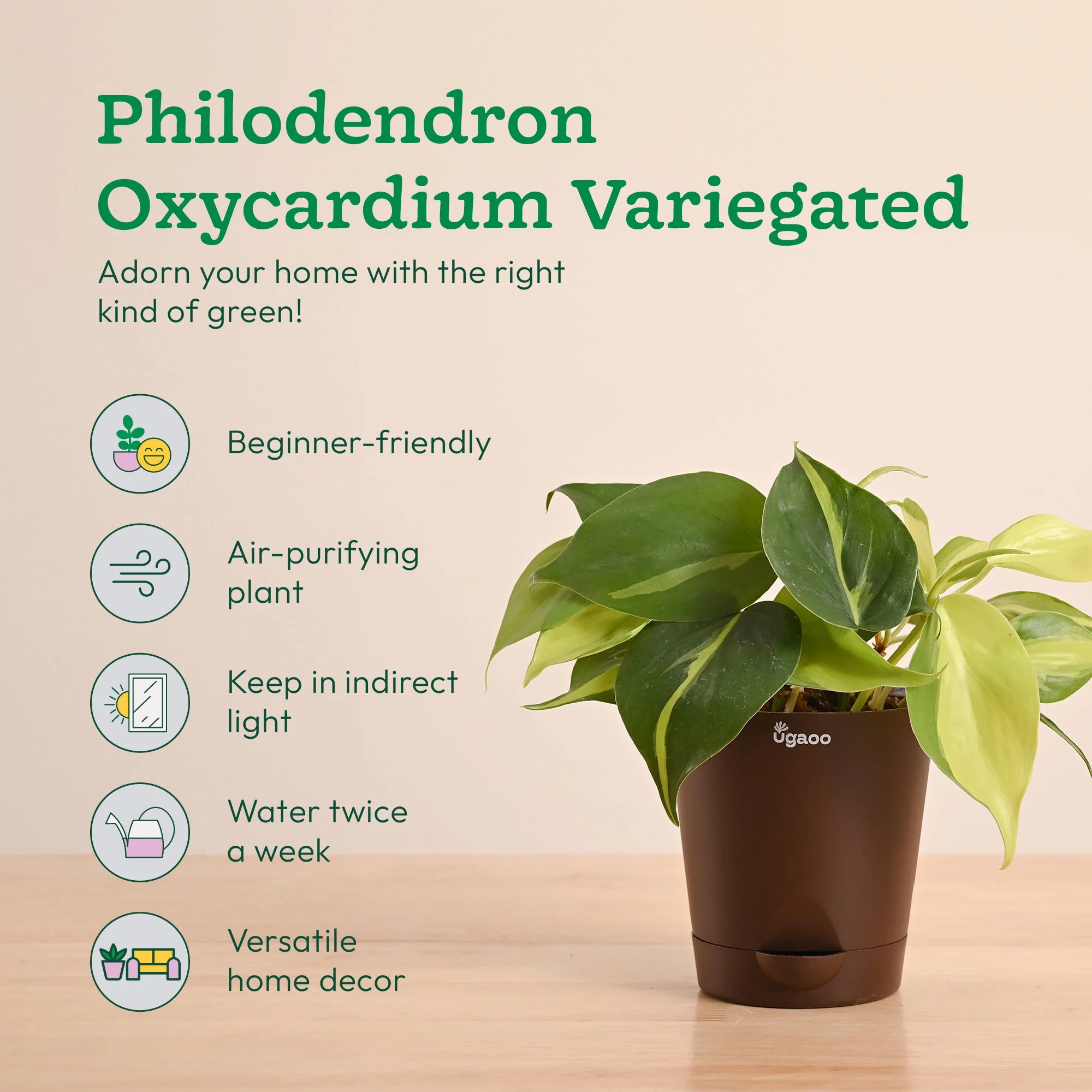 Decorative Indoor Plant Combo - Variegated & Tropical Greens - Image 3