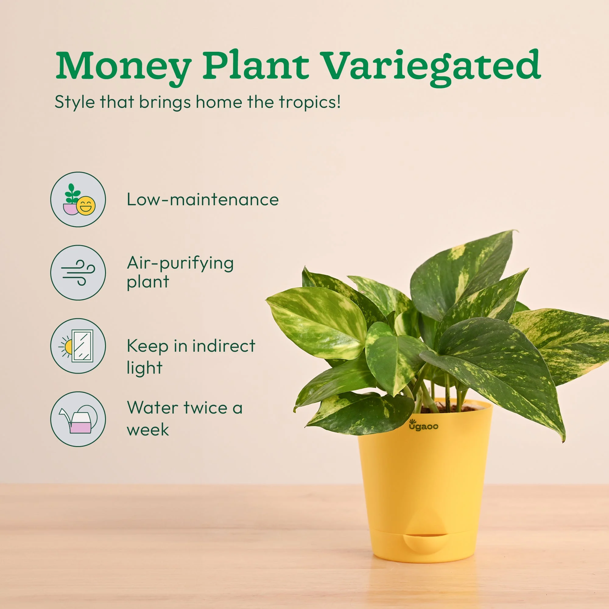 Decorative Indoor Plant Combo - Variegated & Tropical Greens - Image 6