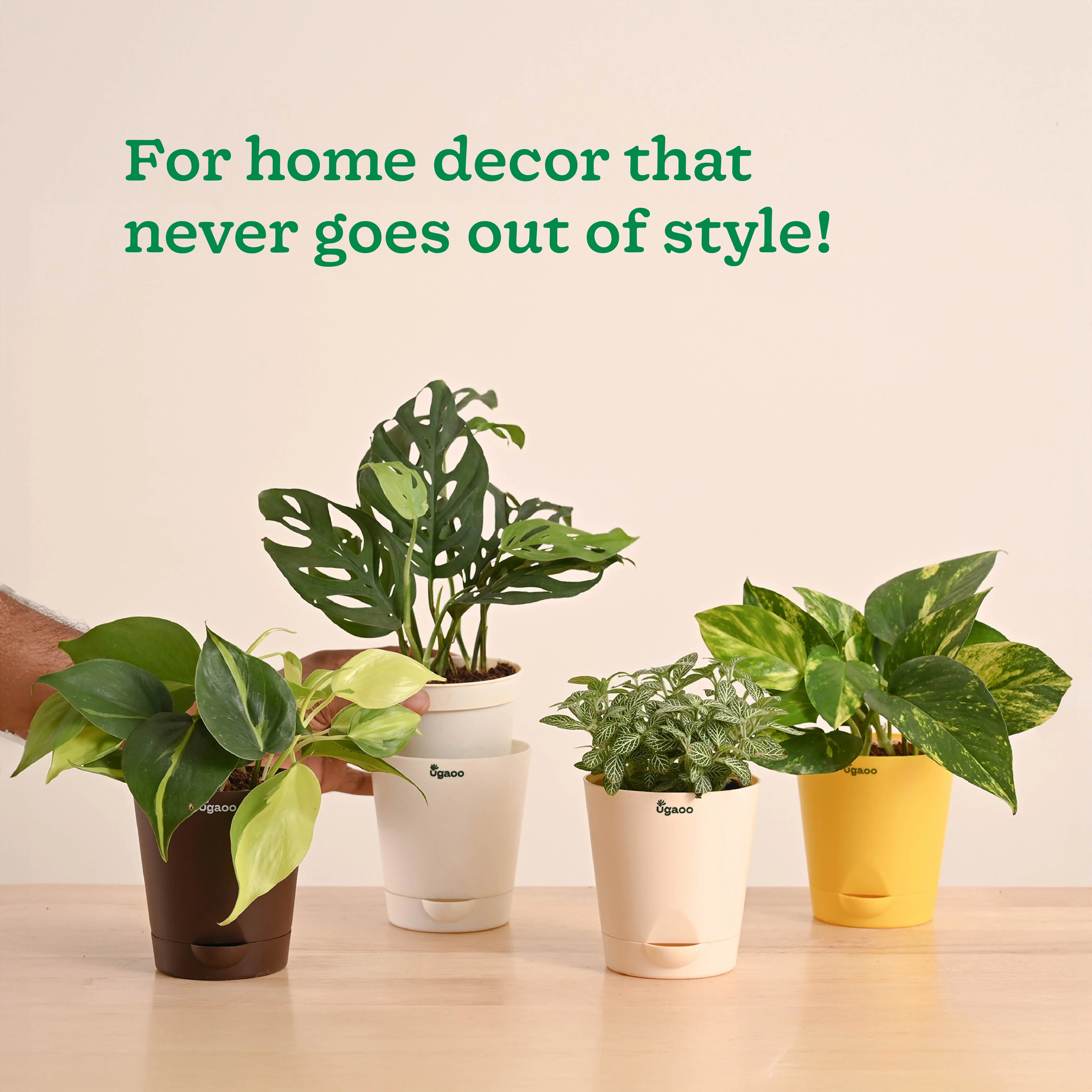 Decorative Indoor Plant Combo - Variegated & Tropical Greens - Image 7