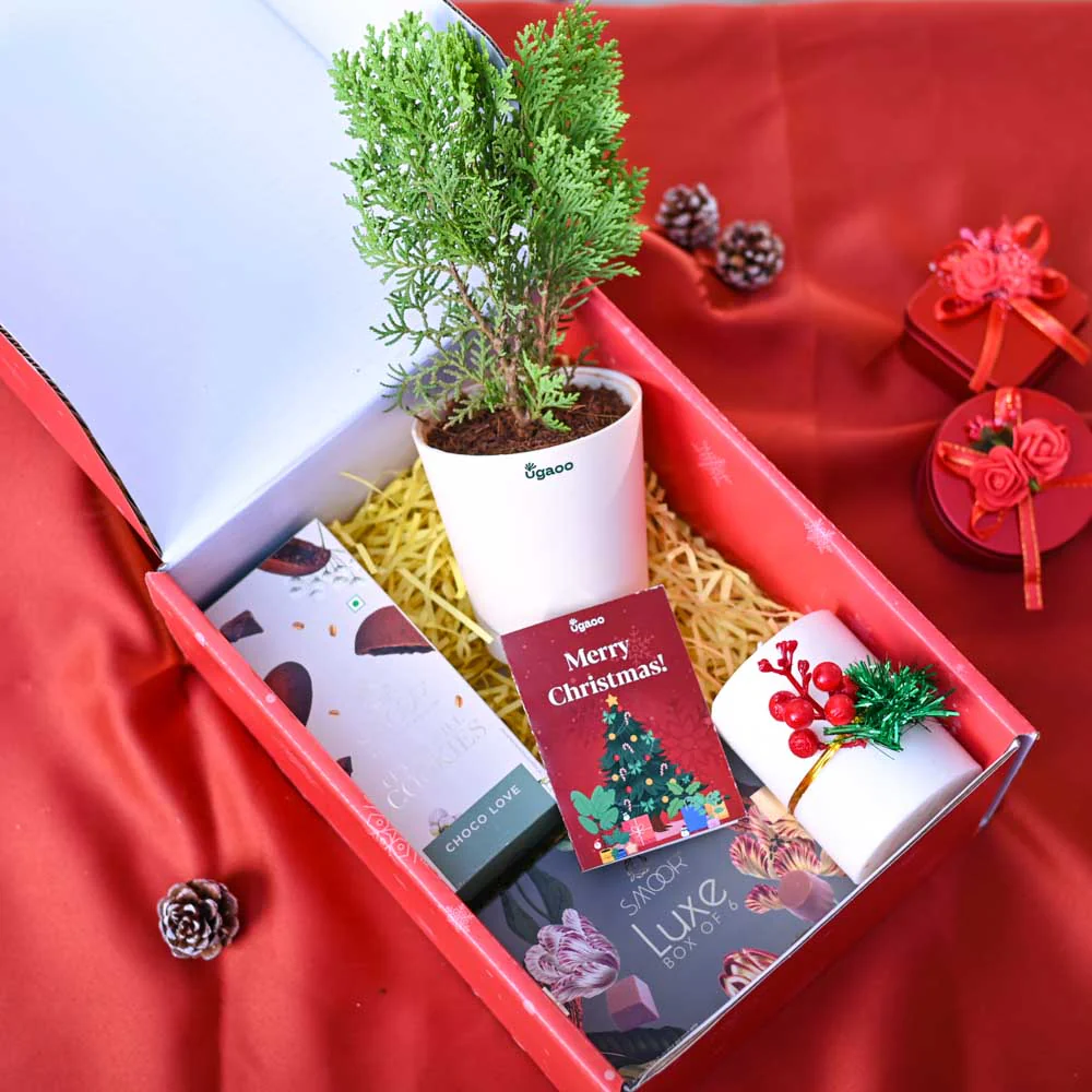 Thuja Plant Christmas Gift Hamper - Image 7
