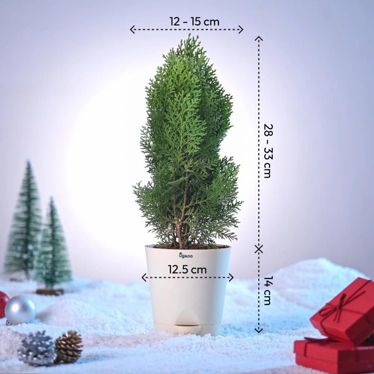 Thuja Plant for Christmas - Image 4
