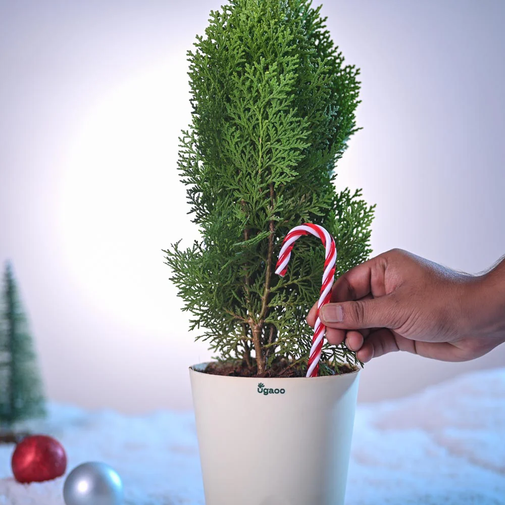 Thuja Plant for Christmas - Image 5