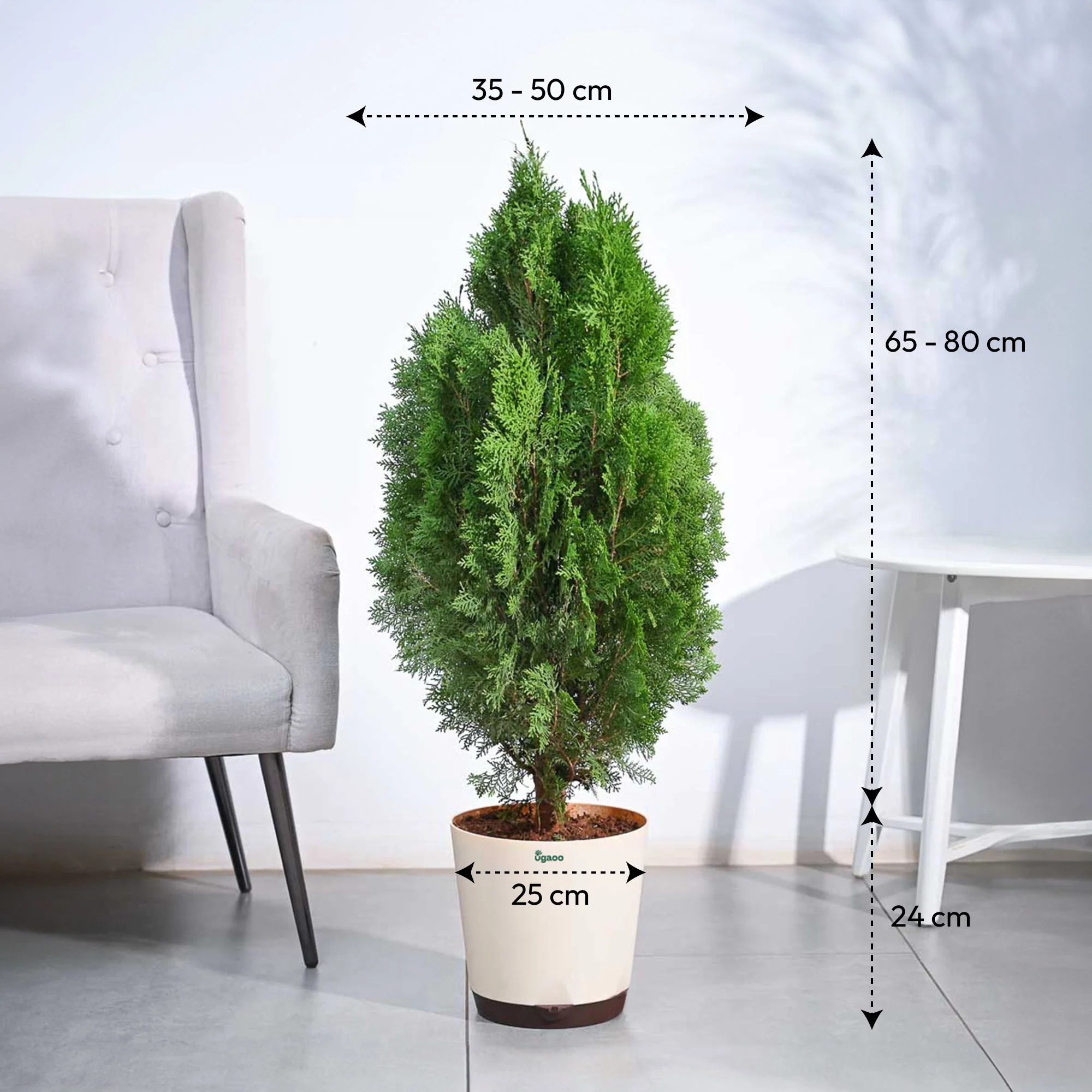 Thuja Plant - XL - Image 3