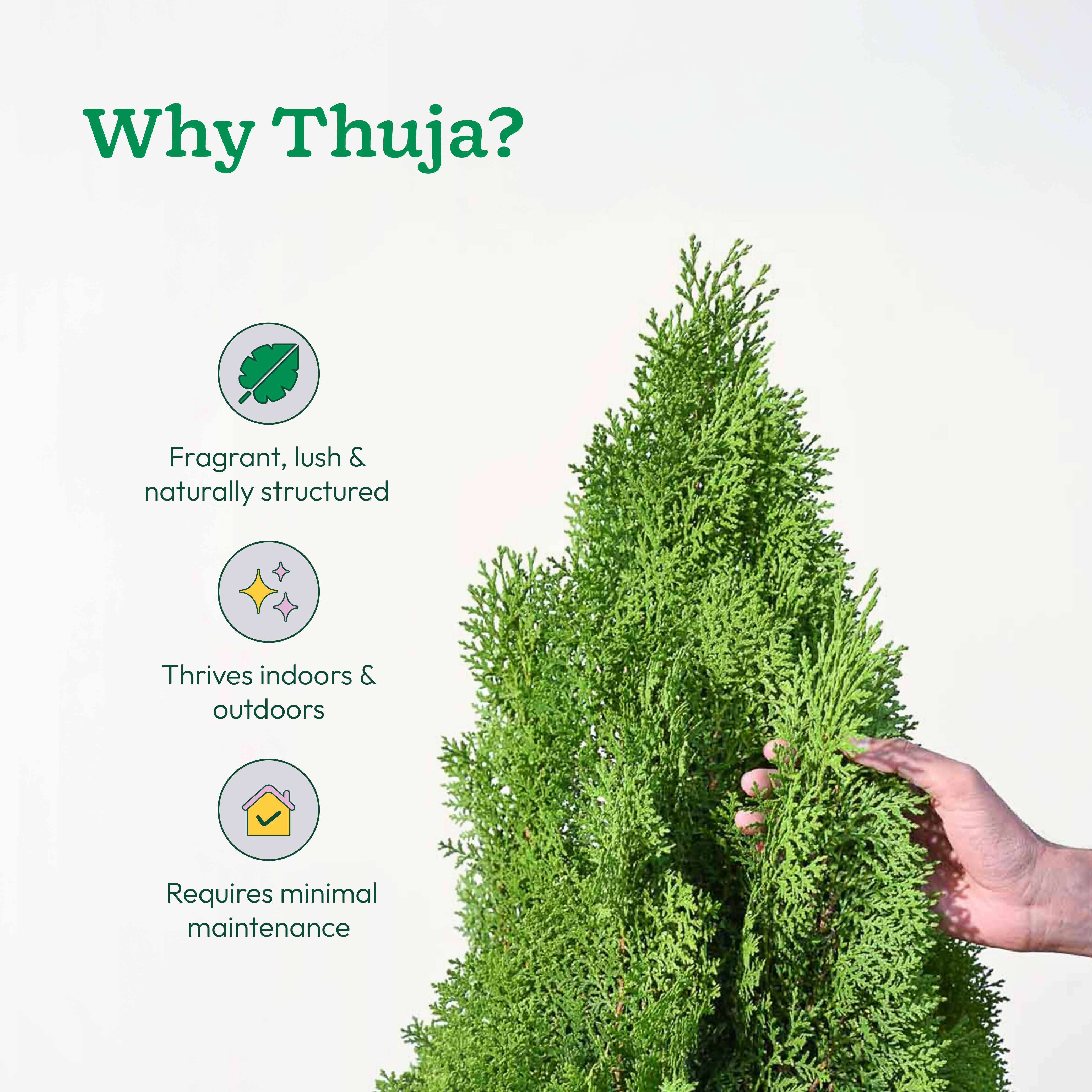 Thuja Plant - XL - Image 4