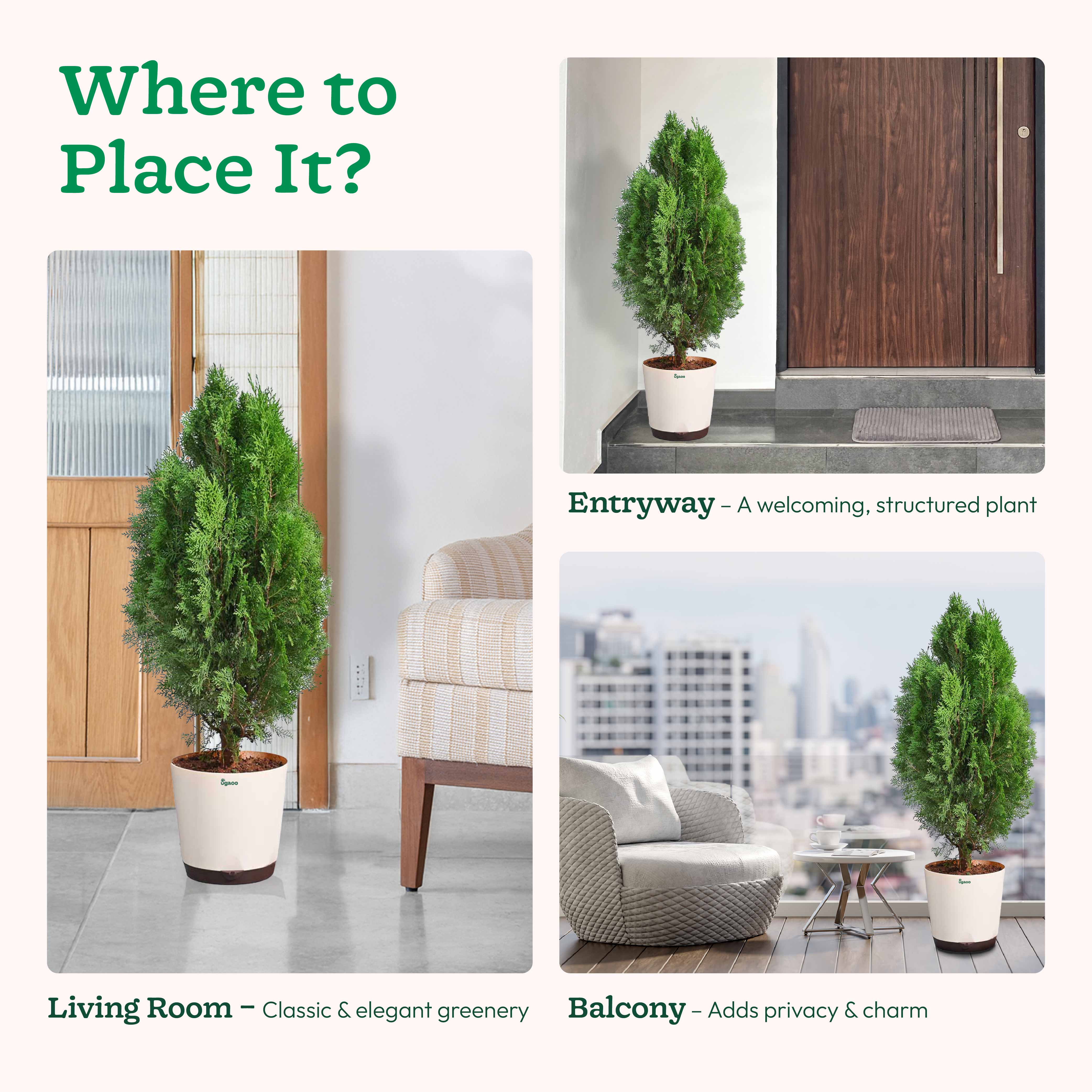 Thuja Plant - XL - Image 5