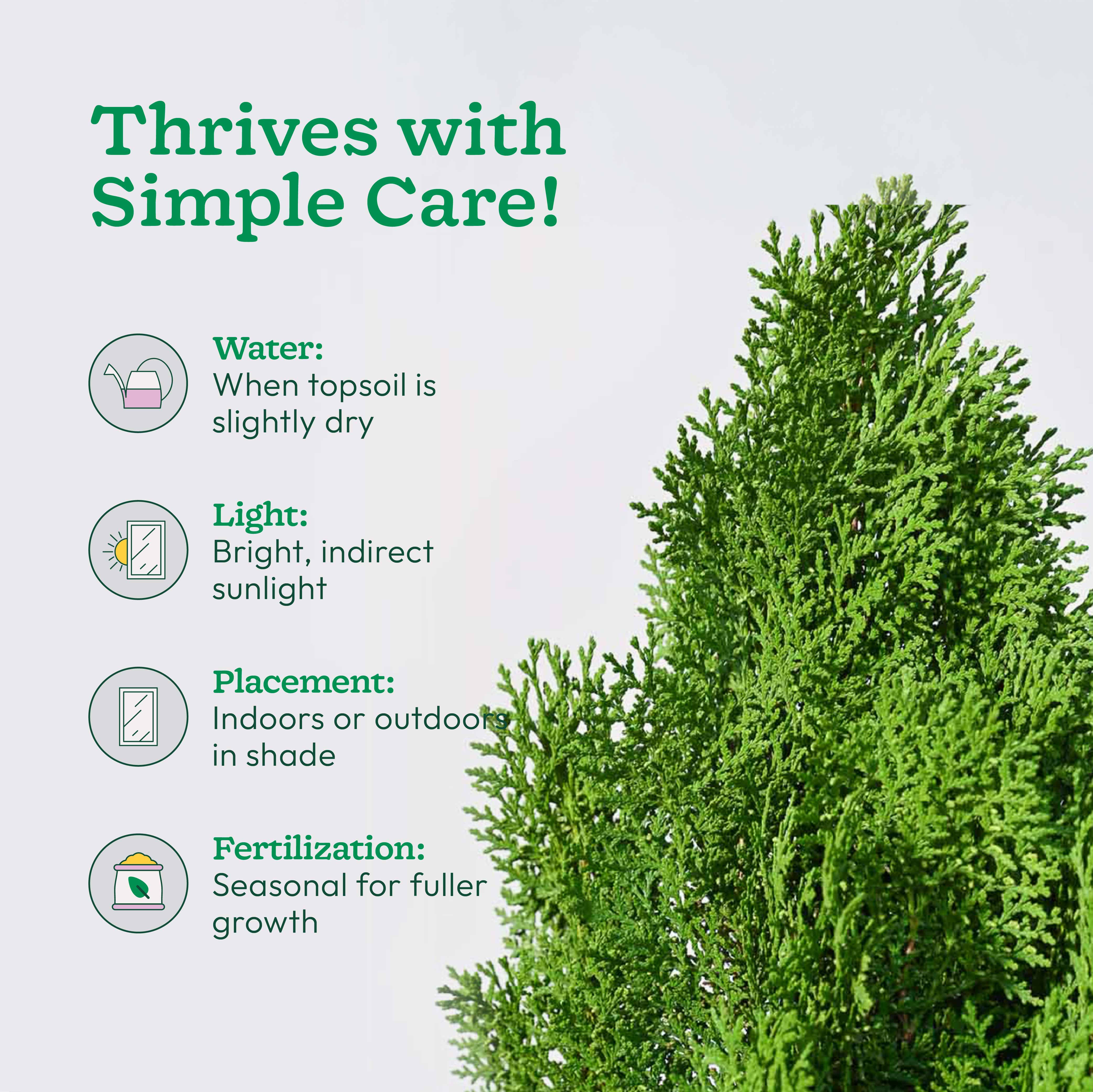 Thuja Plant - XL - Image 6