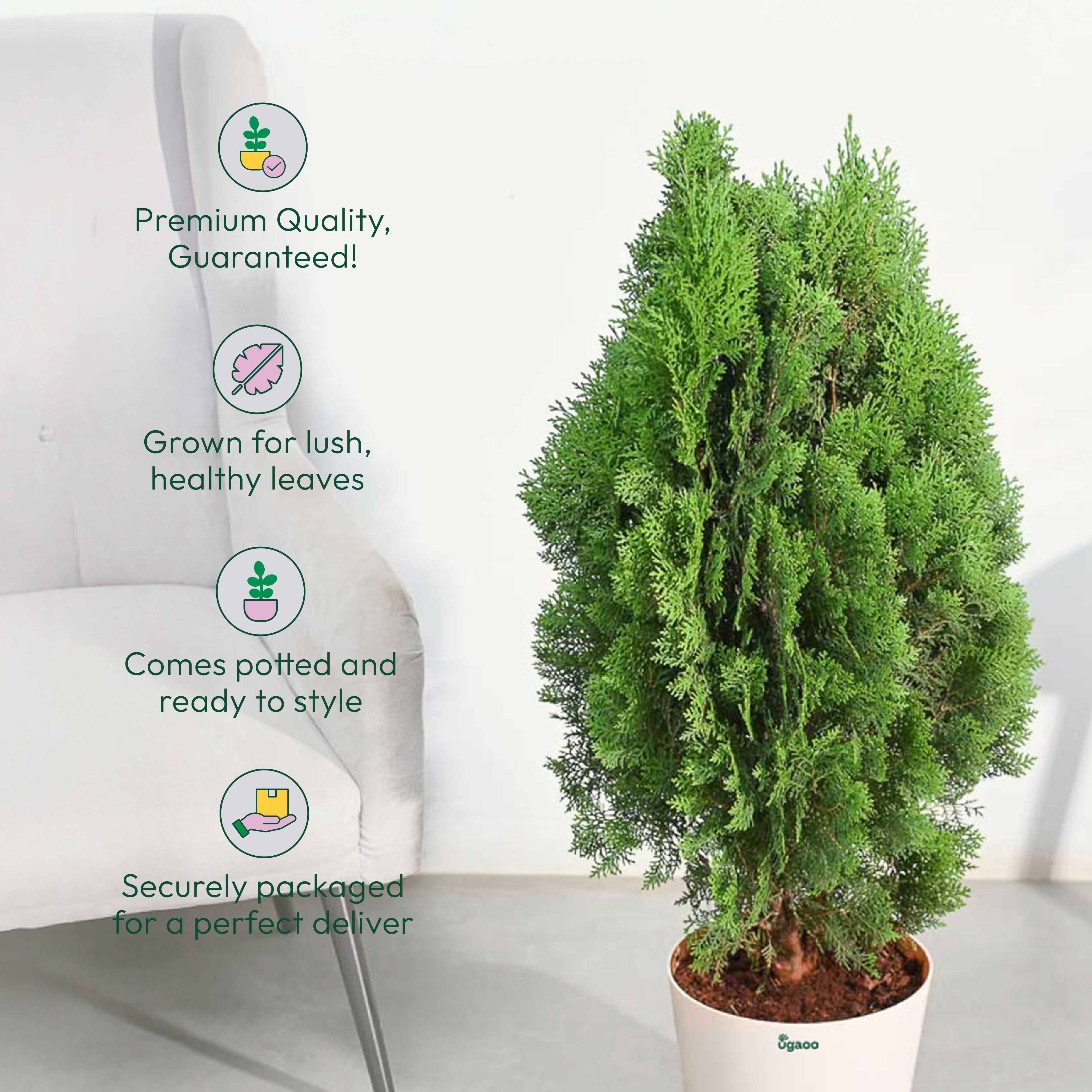 Thuja Plant - XL - Image 7