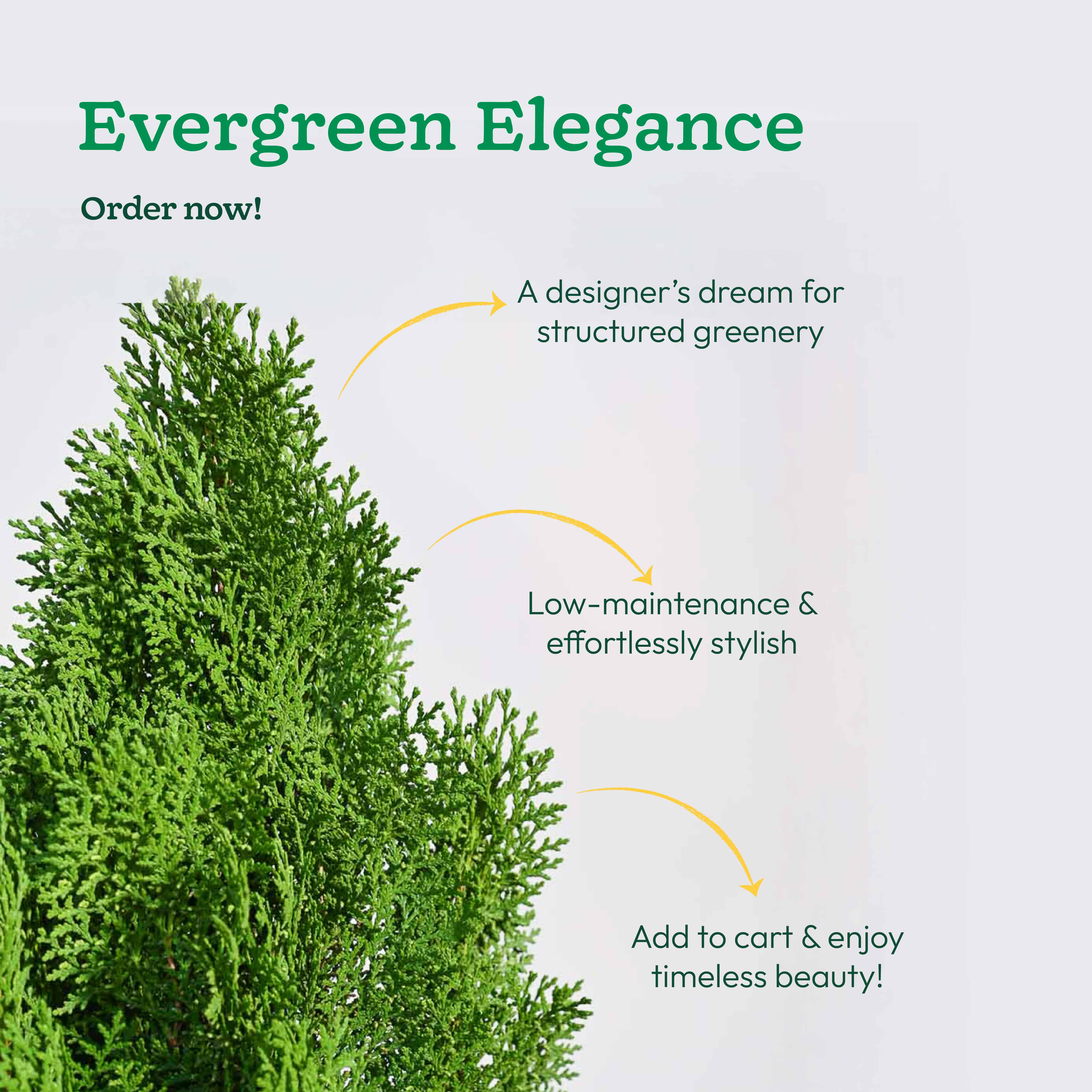 Thuja Plant - XL - Image 8