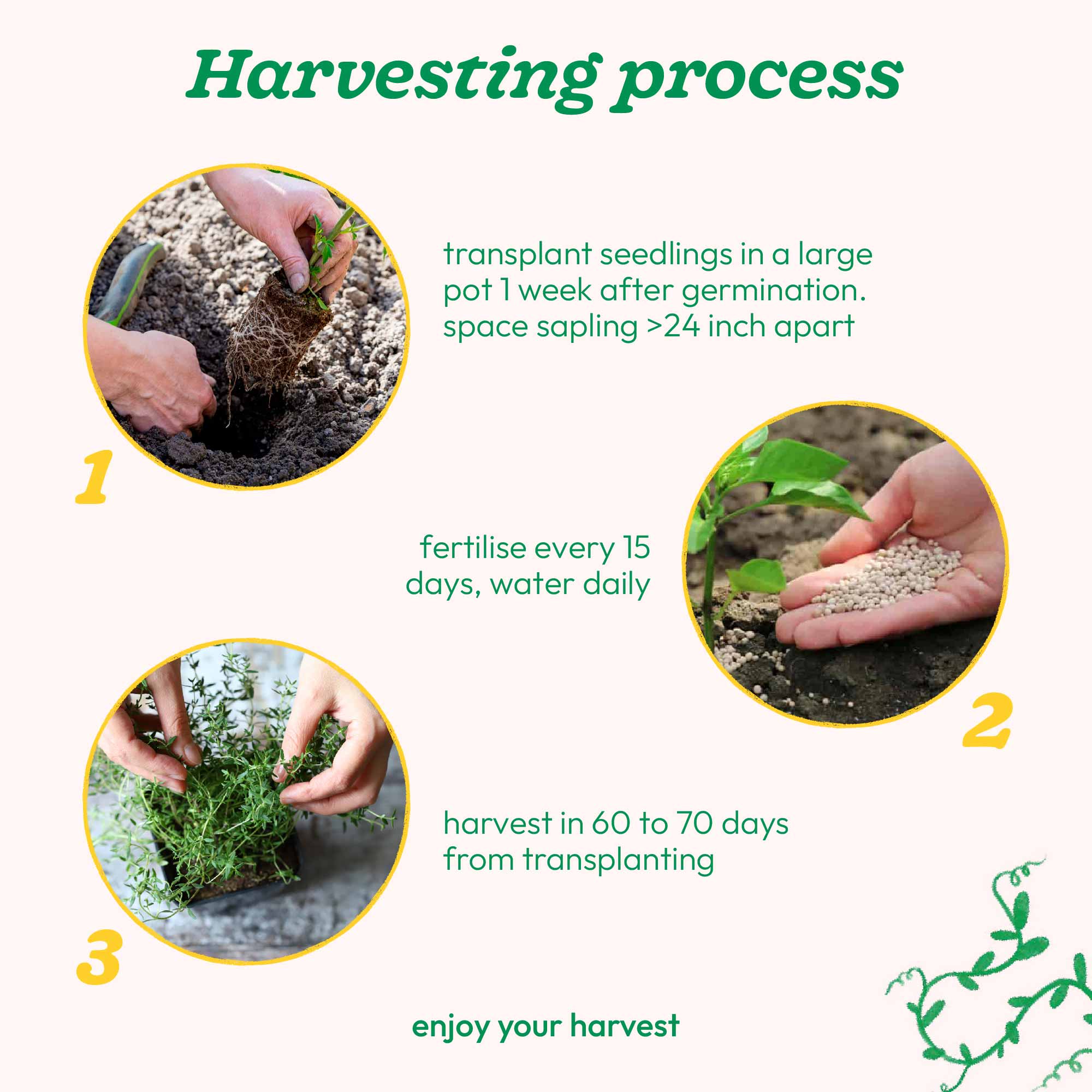 Thyme Seeds - Image 5