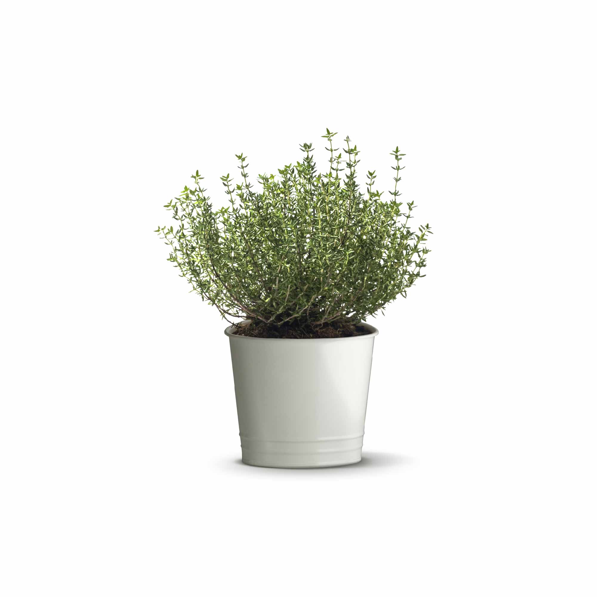 Thyme Seeds - Image 9
