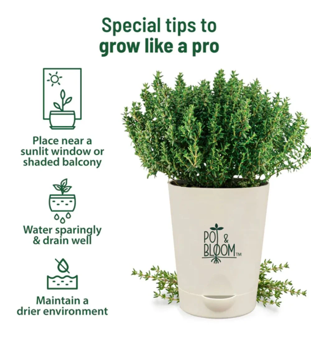 Thyme Grow Kit - Image 3