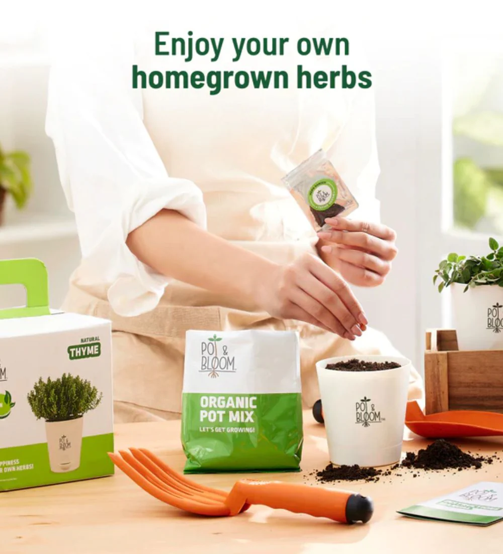 Thyme Grow Kit - Image 4