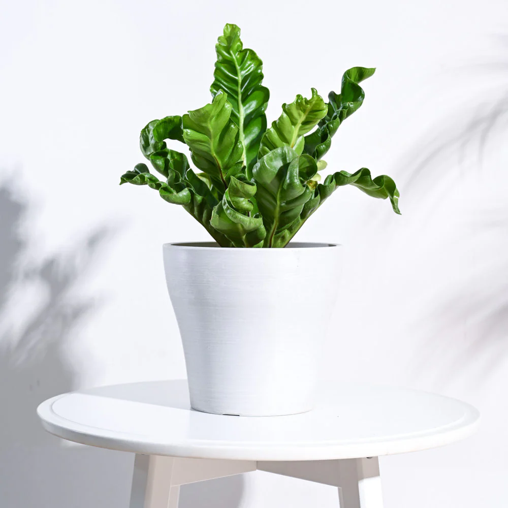 Tivoli Planter