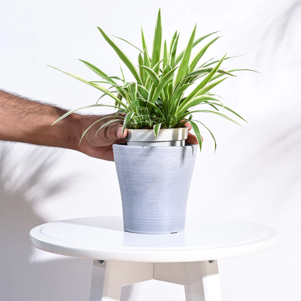 Tivoli Planter - Image 10