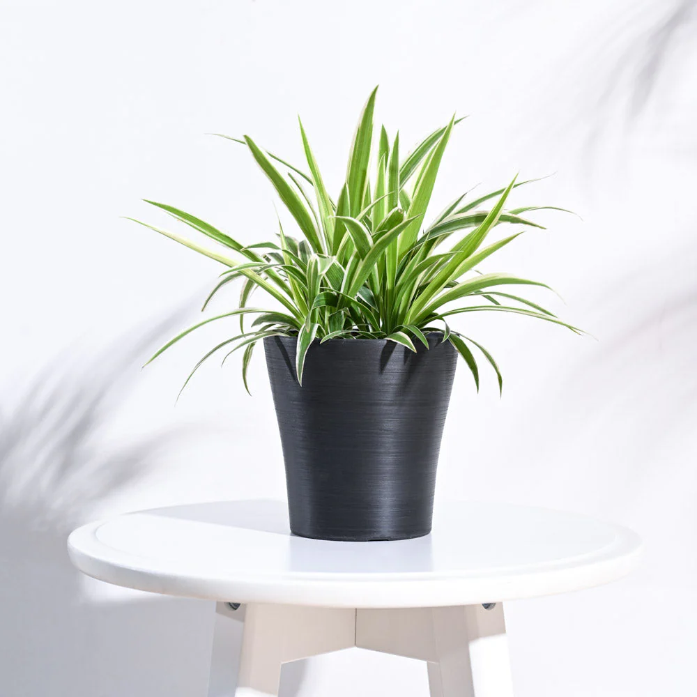 Tivoli Planter - Image 12
