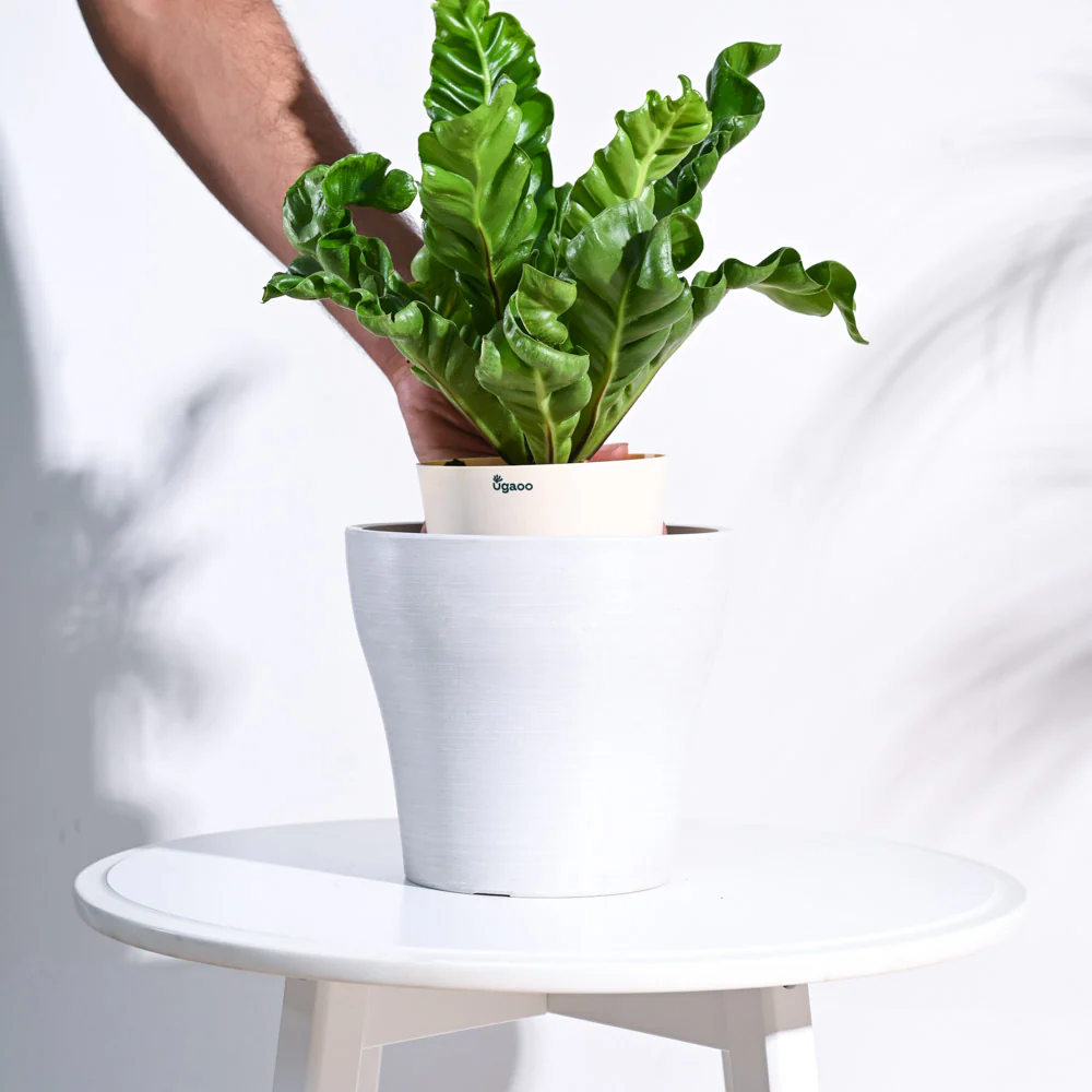 Tivoli Planter - Image 19