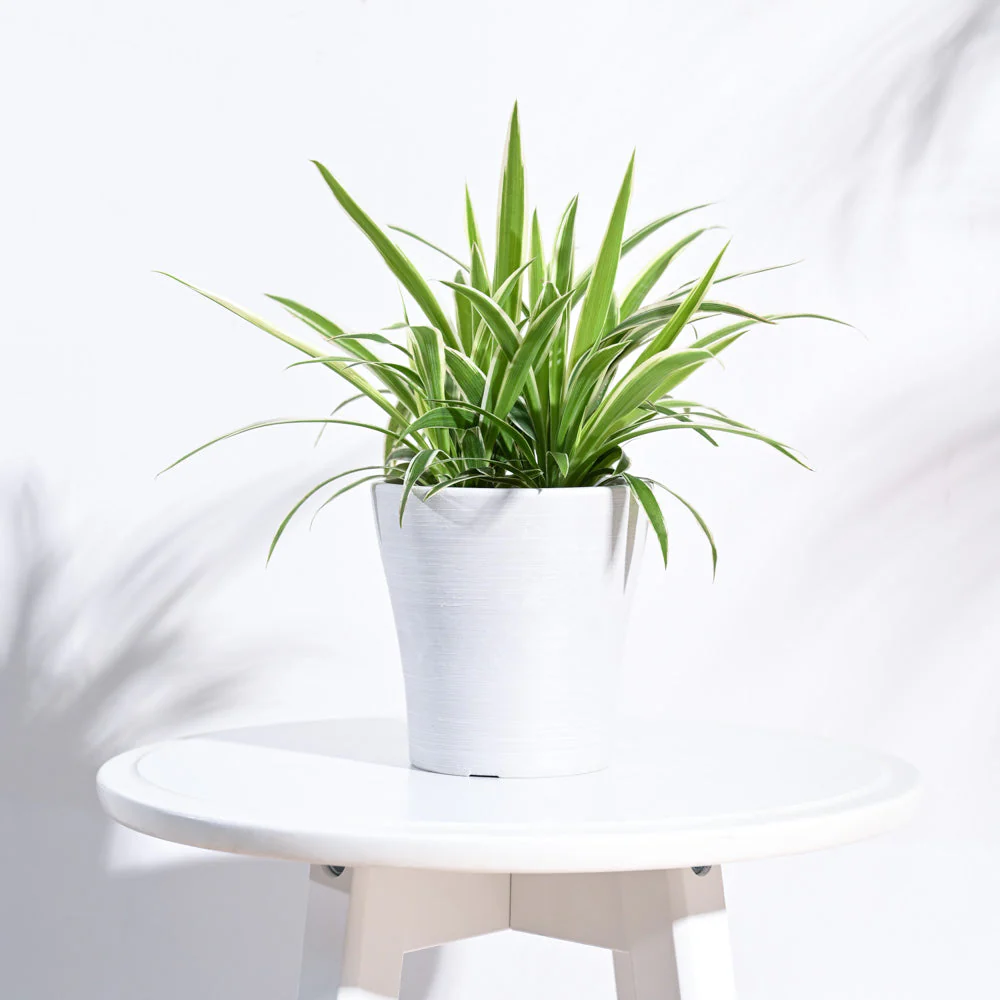 Tivoli Planter - Image 2