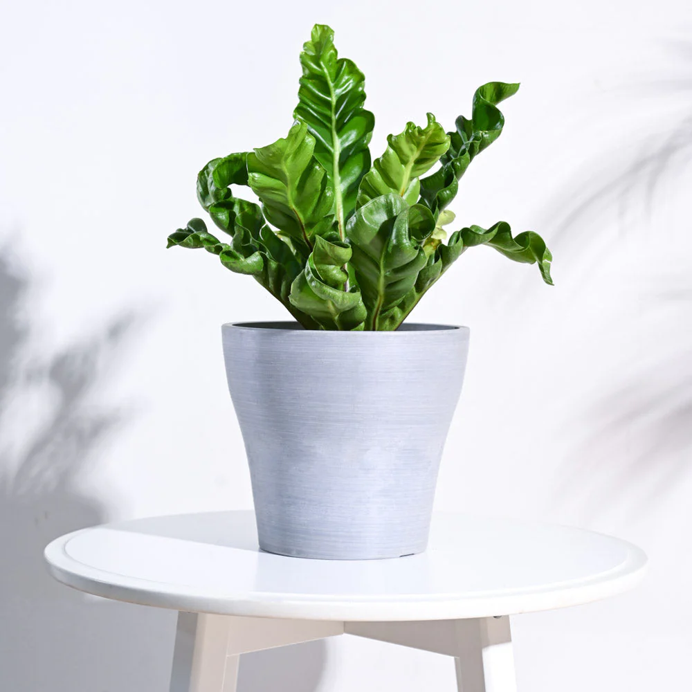 Tivoli Planter - Image 20