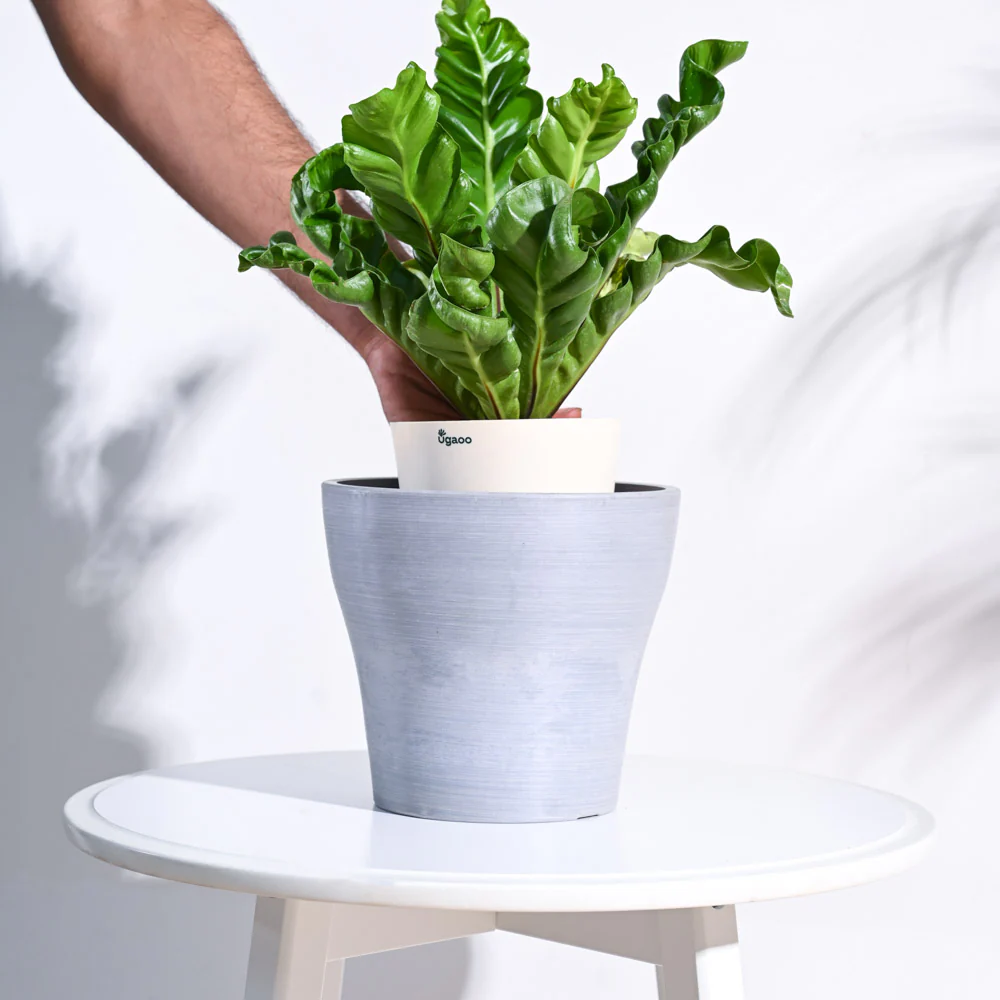 Tivoli Planter - Image 24