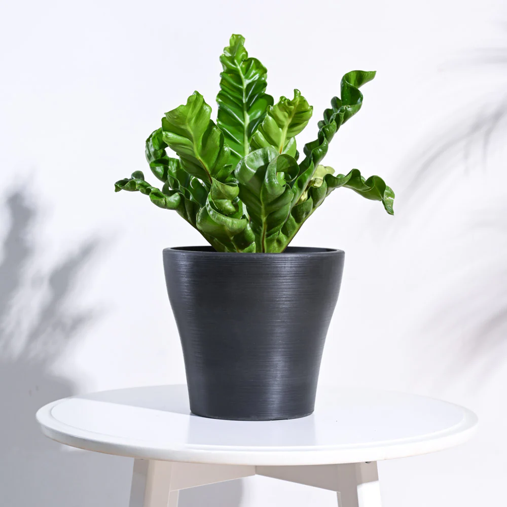 Tivoli Planter - Image 26