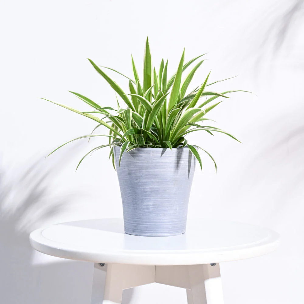 Tivoli Planter - Image 7