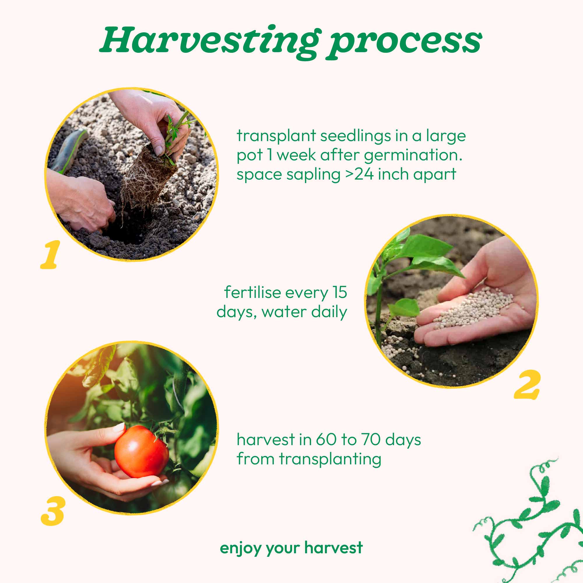 Tomato Seeds - Image 23