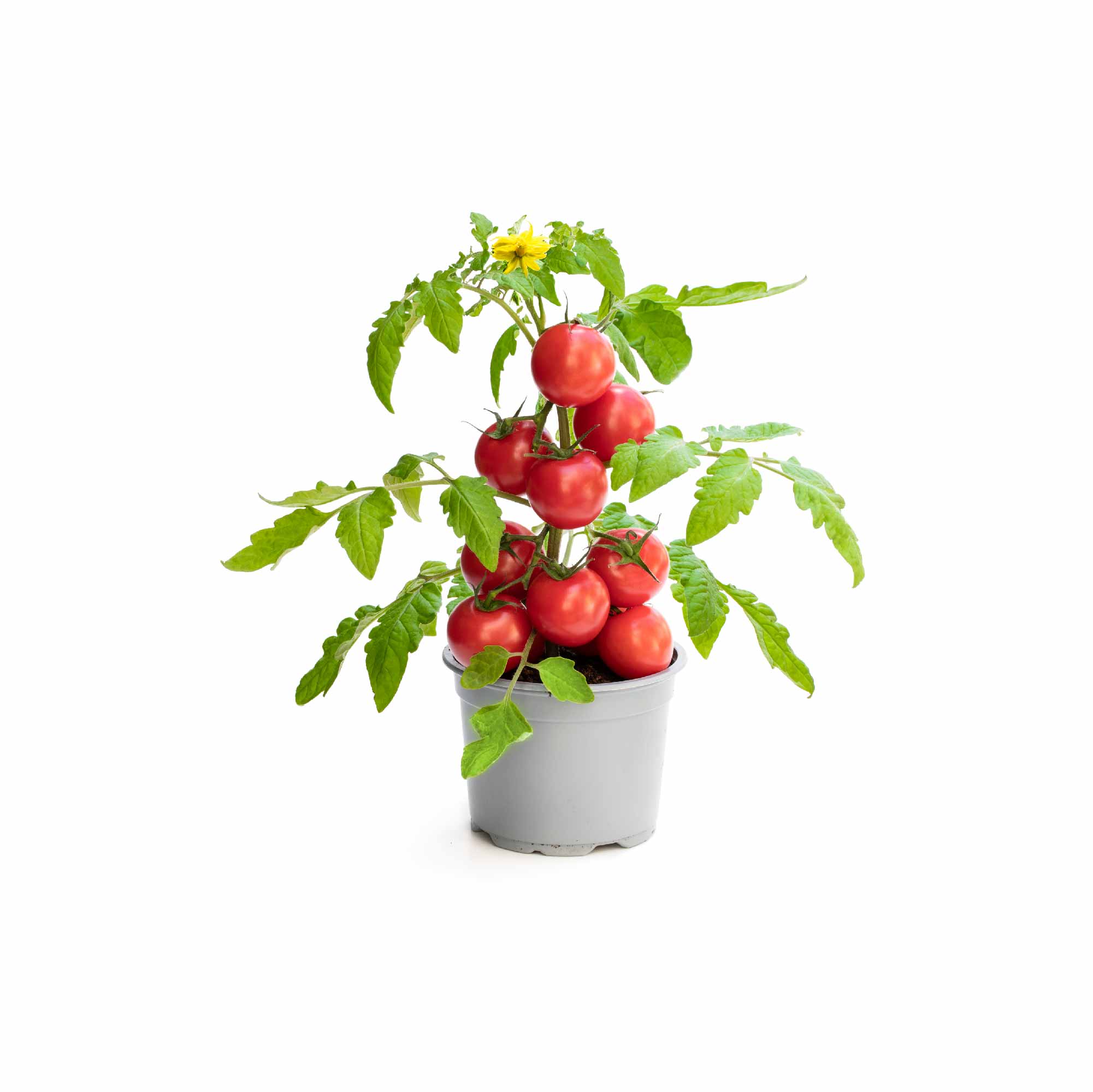 Tomato Seeds - Image 27